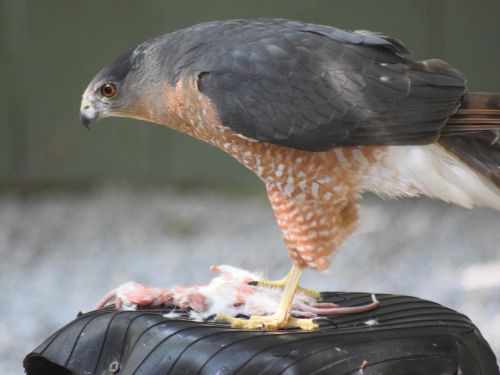Hawk feeding